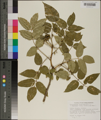 Zanthoxylum clava-herculis image