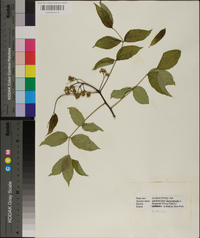 Zanthoxylum clava-herculis image