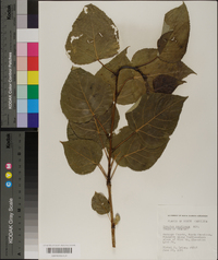 Populus candicans image