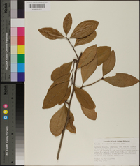 Sideroxylon lanuginosum image