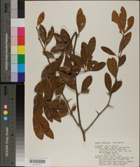 Sideroxylon lanuginosum image