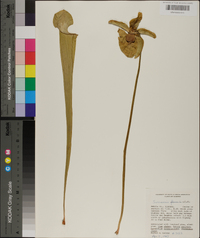 Sarracenia alata image