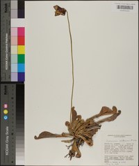 Sarracenia psittacina image