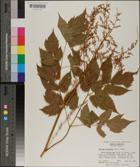 Astilbe biternata image