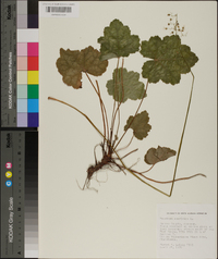 Heuchera americana image