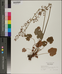 Heuchera americana image