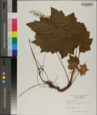 Heuchera villosa image