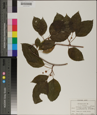 Schisandra glabra image