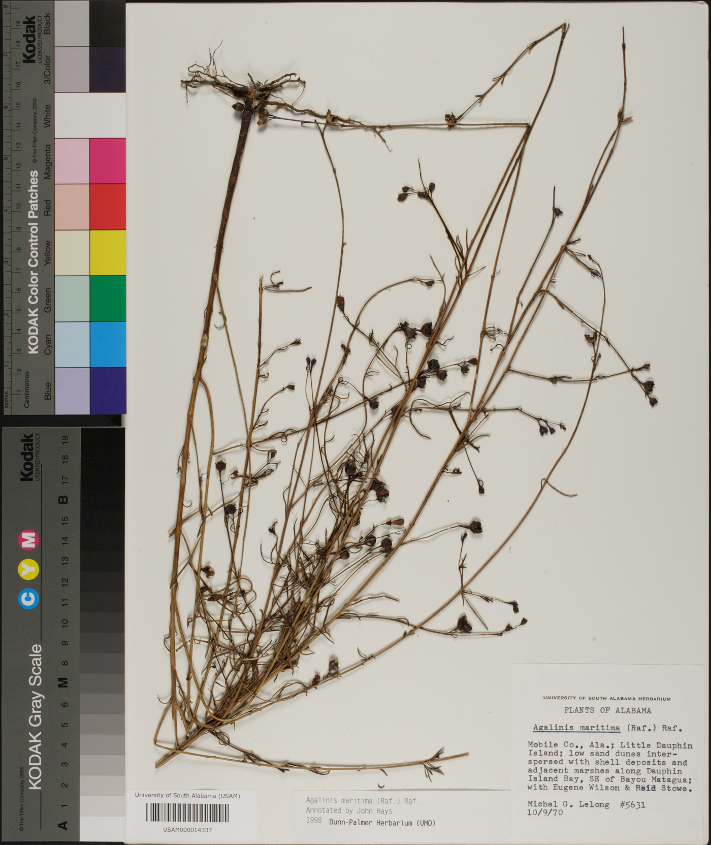 Agalinis maritima image