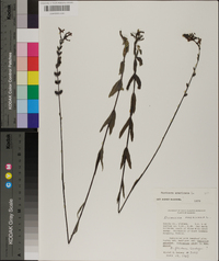 Buchnera americana image