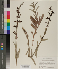 Penstemon centranthifolius image