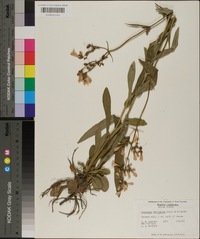 Penstemon laevigatus image