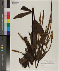 Veronicastrum virginicum image