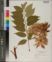 Ailanthus altissima image