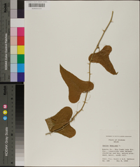 Smilax bona-nox image