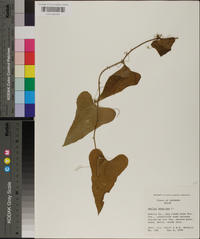 Smilax bona-nox image