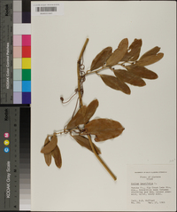 Smilax laurifolia image