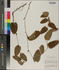 Smilax pumila image