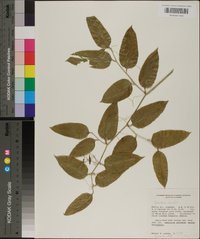 Smilax smallii image