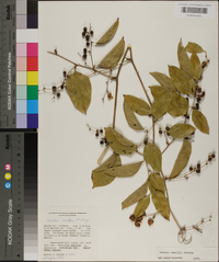 Smilax smallii image