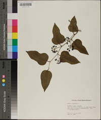 Smilax tamnoides image