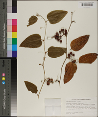 Smilax walteri image