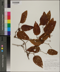 Smilax walteri image