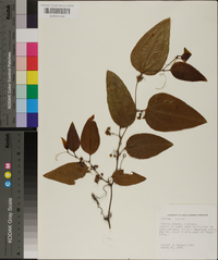 Smilax walteri image