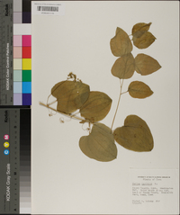 Smilax herbacea image