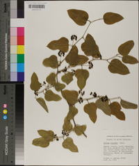 Smilax tamnoides image