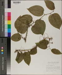 Smilax tamnoides image