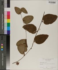 Smilax pumila image