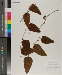 Smilax walteri image