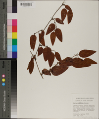 Smilax walteri image