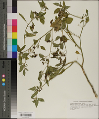 Solanum americanum image