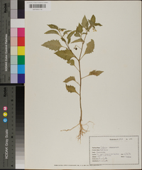 Solanum americanum image