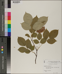 Staphylea trifolia image