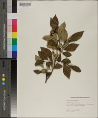 Styrax americanus image