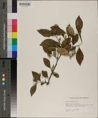 Styrax americanus image