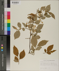 Styrax americanus image