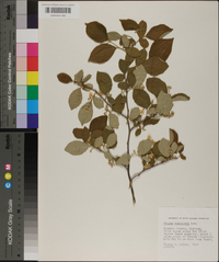 Styrax americanus image