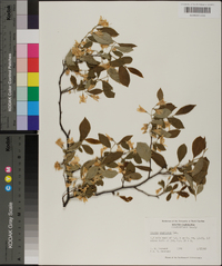 Styrax americanus image