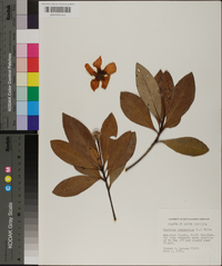 Gordonia lasianthus image