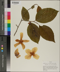 Stewartia ovata image