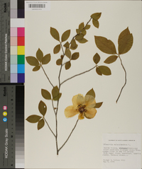 Stewartia malacodendron image