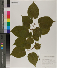 Tilia americana var. caroliniana image