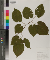 Tilia americana var. caroliniana image