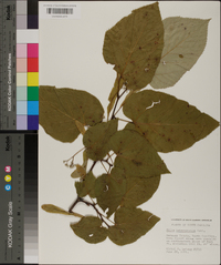 Tilia heterophylla image