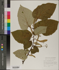 Tilia heterophylla image