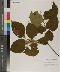 Tilia heterophylla image